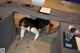 A woman laying on the floor under a table.